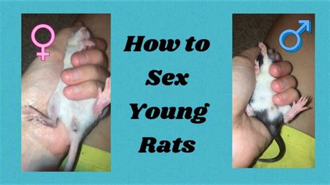 rat x xx|How To Tell If A Rat Is Male Or Female .